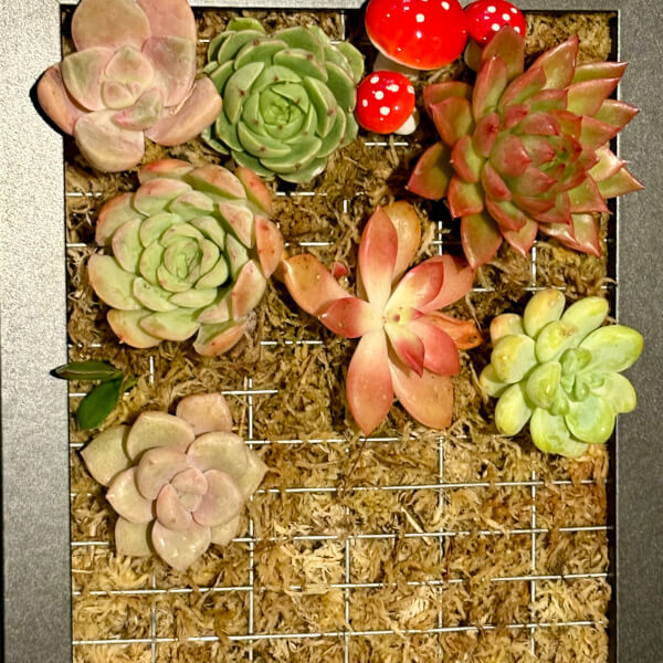 Vertical Succulent Garden Workshop review by Julie Papazisis - Melbourne