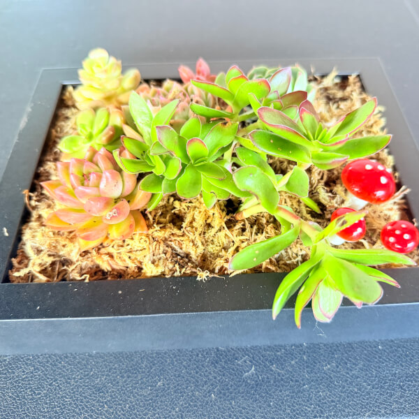 Vertical Succulent Garden Workshop review by Anne Waller - Melbourne