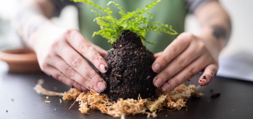 Kokedama Classes - Sydney, and Experience Gifts