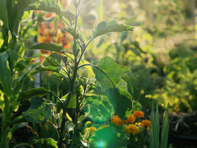 Book 11 Acre Farm