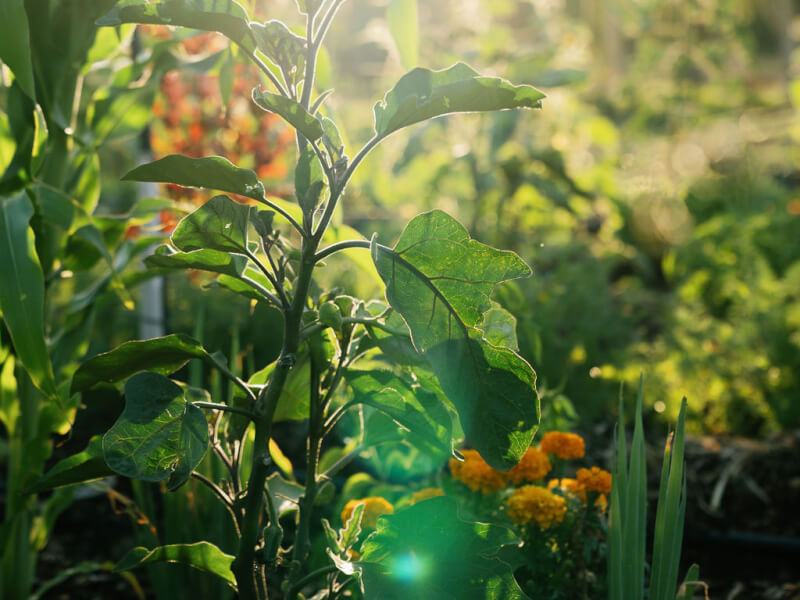11 Acre Farm