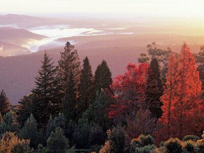 Blue Mountains Botanic Gardens Mt Tomah available for workshops