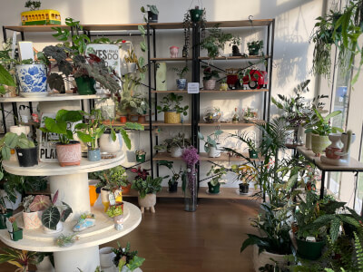Botanical Studio