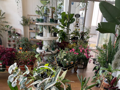 Botanical Studio