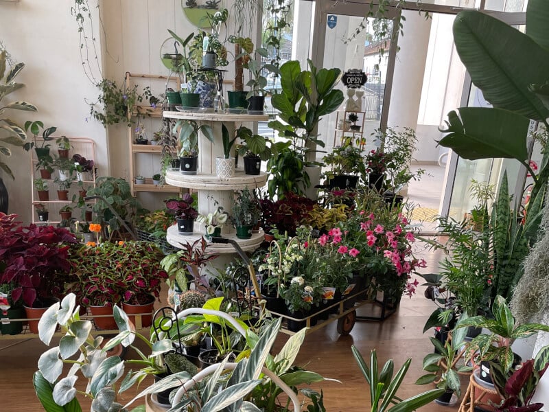 Book Botanical Studio