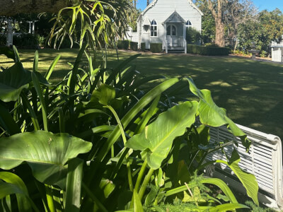 Grand Chameleon Tamborine Mountain