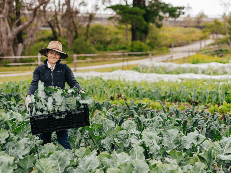 Mountains Gourmet Market Garden