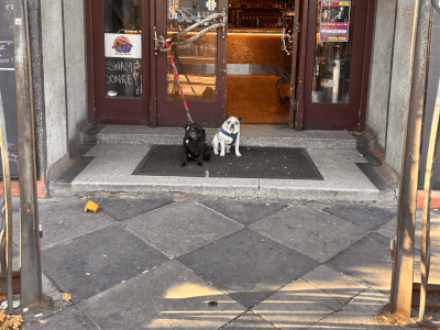 The Dogs Bar
