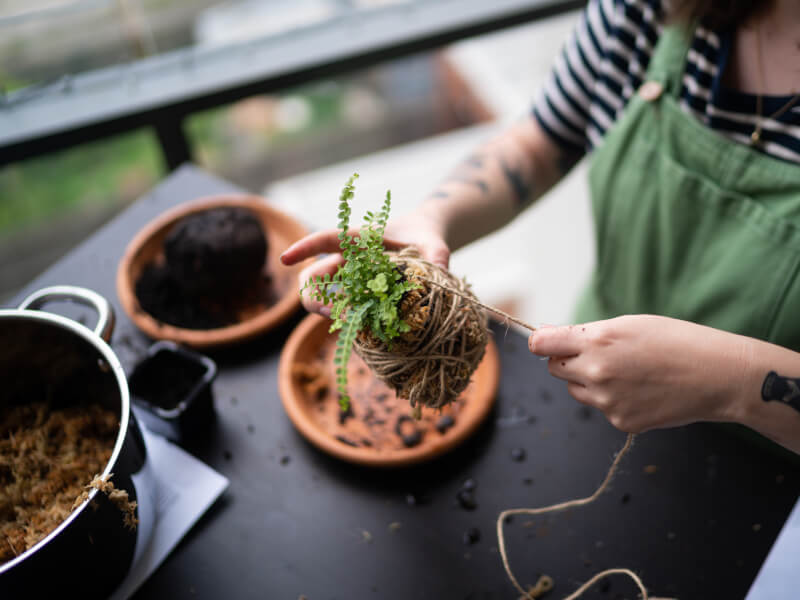 Kokedama Classes for beginners