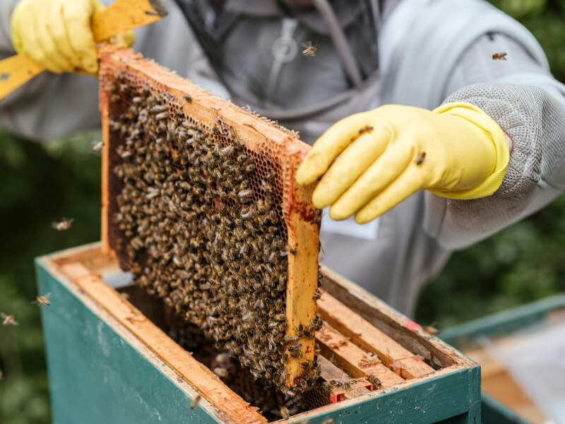 Beekeeper in suit lowering bees back into box