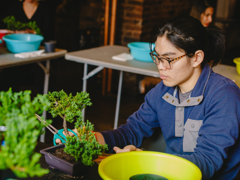 Man cutting a bonsai tree