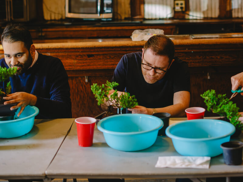 Men cutting bonsai trees