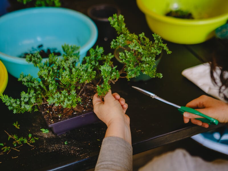 Close-up of person cutting a bonsai tree
