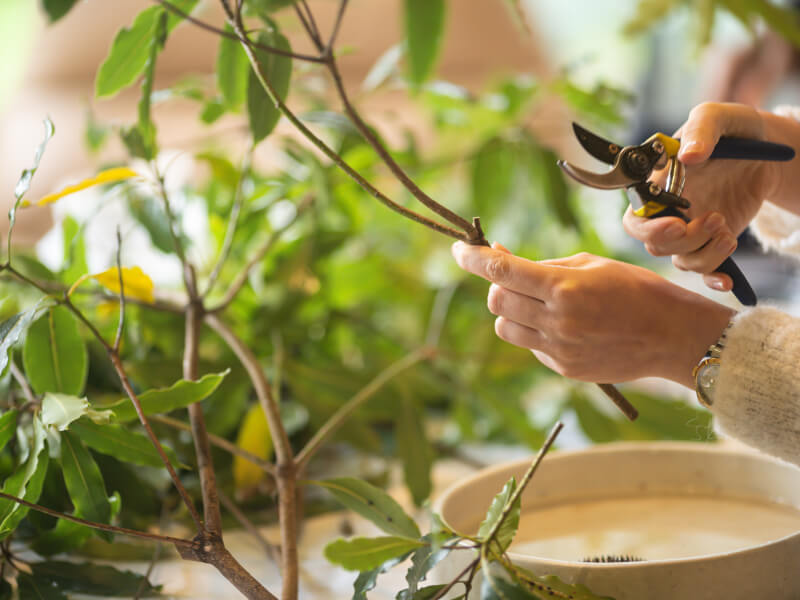 Ikebana classes Brisbane