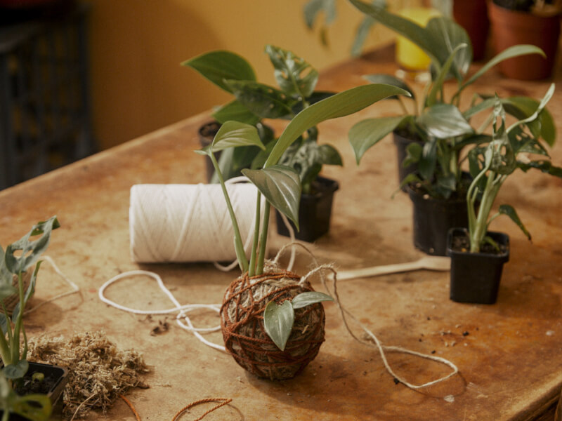 Kokedama making