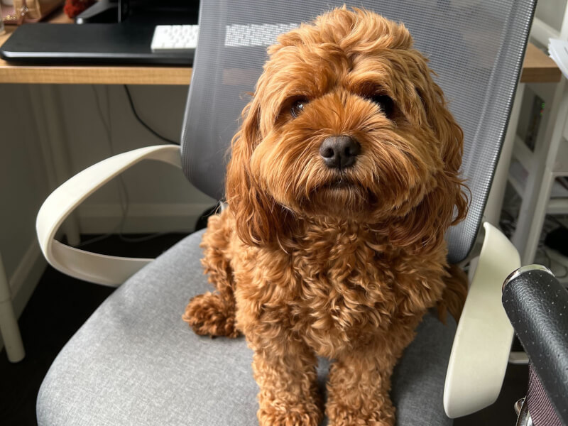 office cavoodle sydney