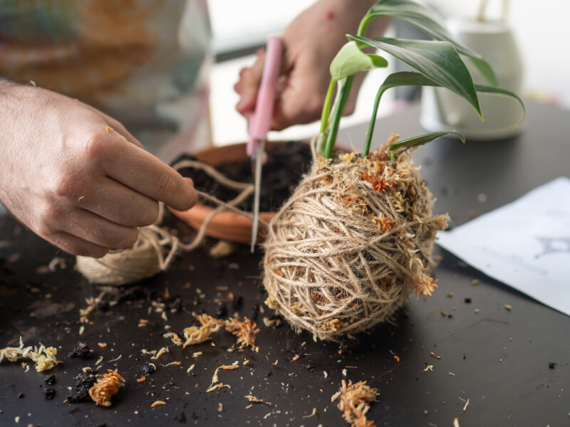 Kokedama classes Brisbane