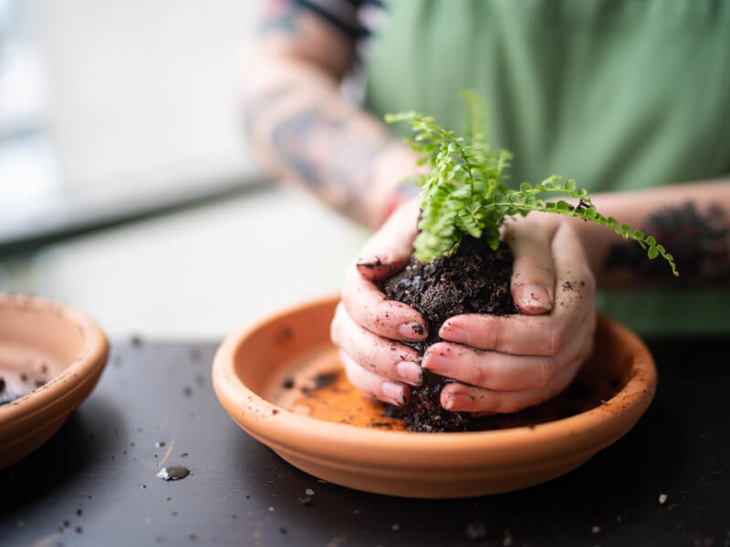 Kokedama classes Melbourne