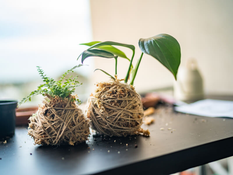 kokedama classes Brisbane