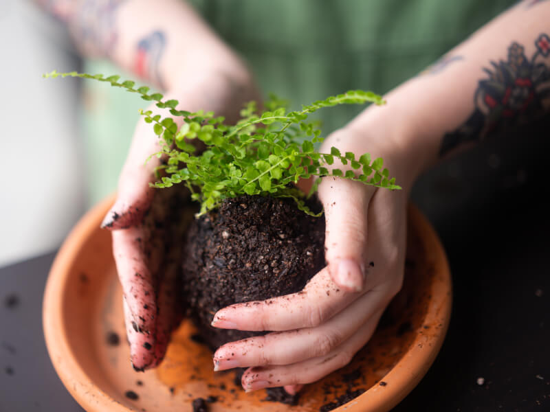 DIY Kokedama making