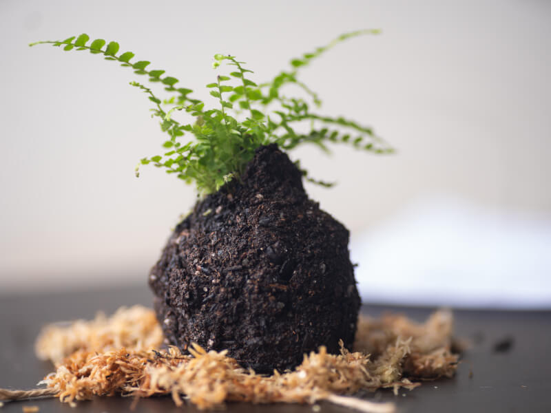 kokedama soil ball