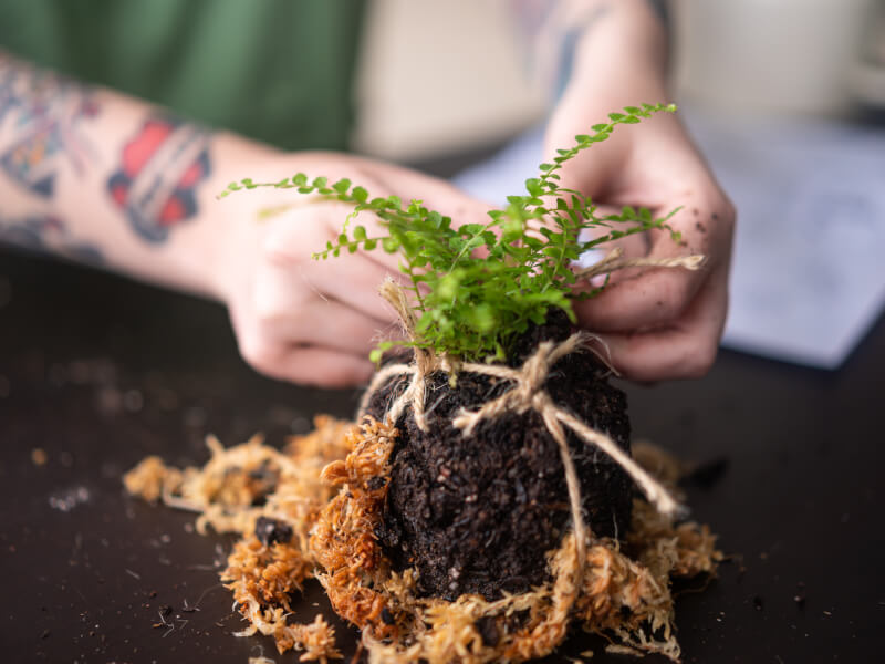 wrapping a kokedama plant