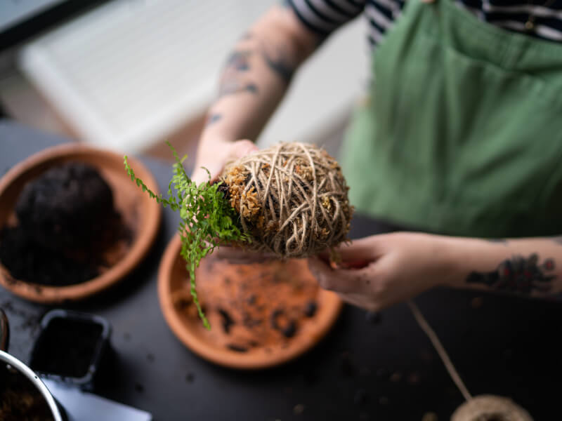 Person making a Kokedama