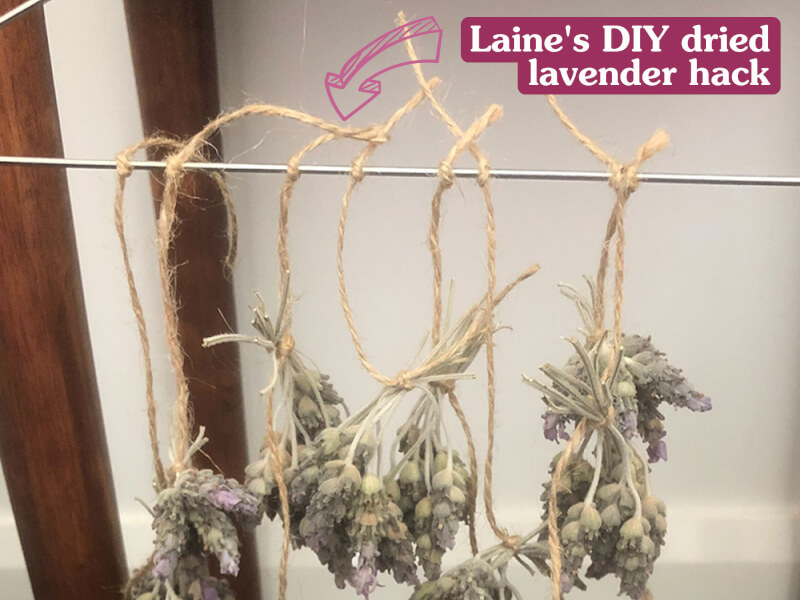 DIY dried lavender