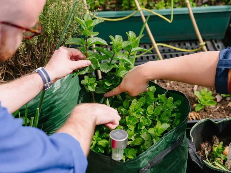 Man inspecting plants in small terrace garden