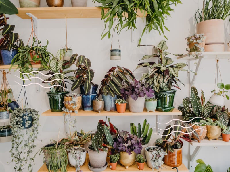 indoor house plants