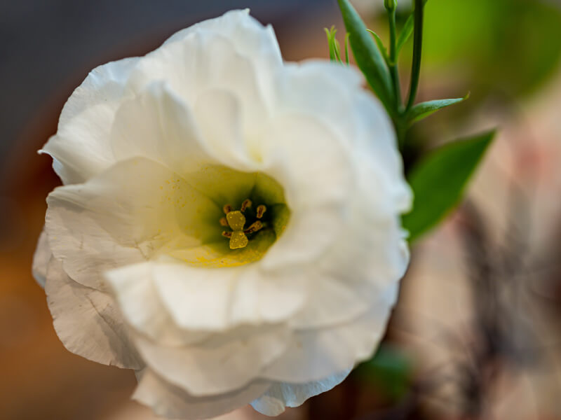 Close-up of flower
