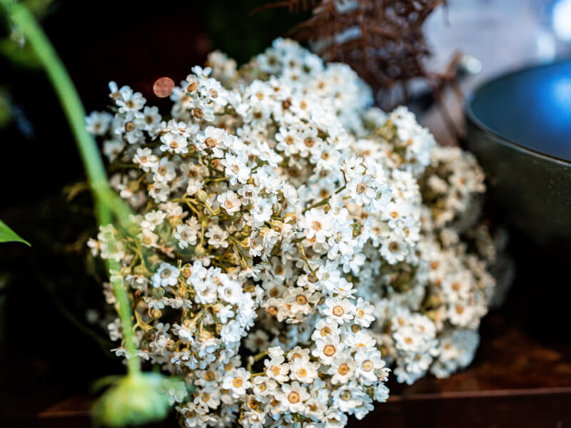 Baby breath