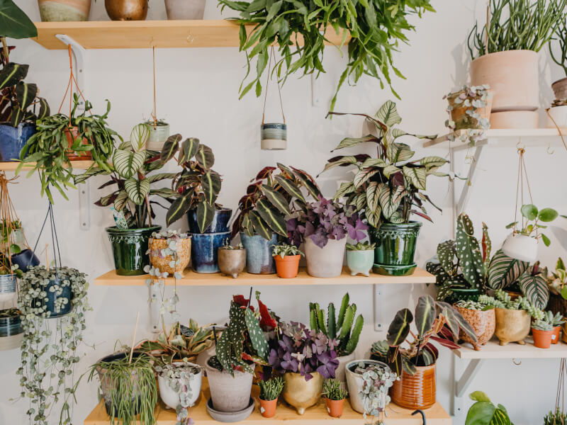 plants on shelves