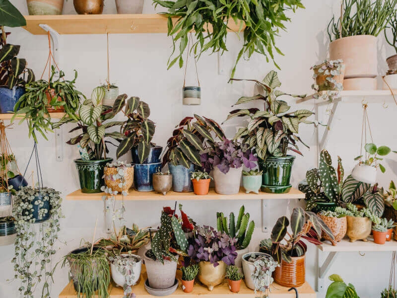 A shop full of plants 