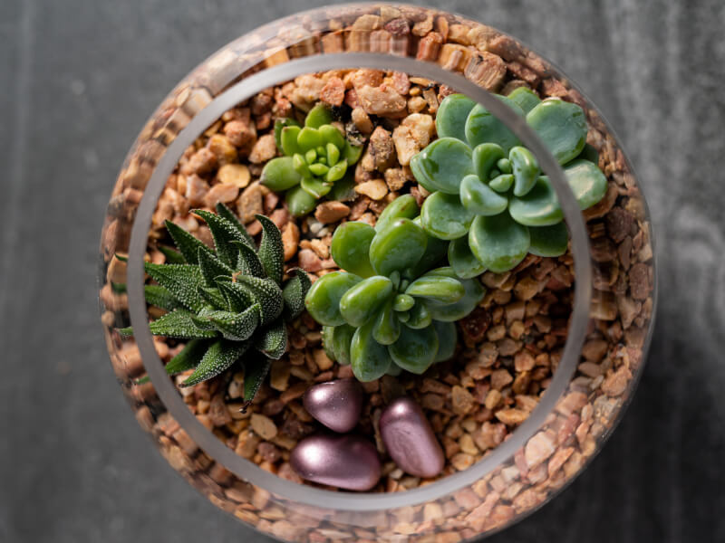 DIY terrarium