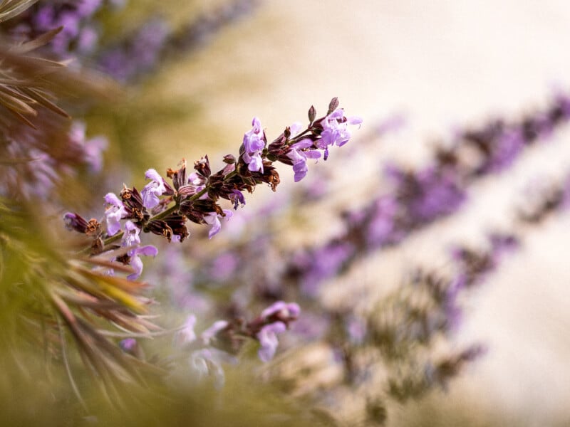Lavender plant 