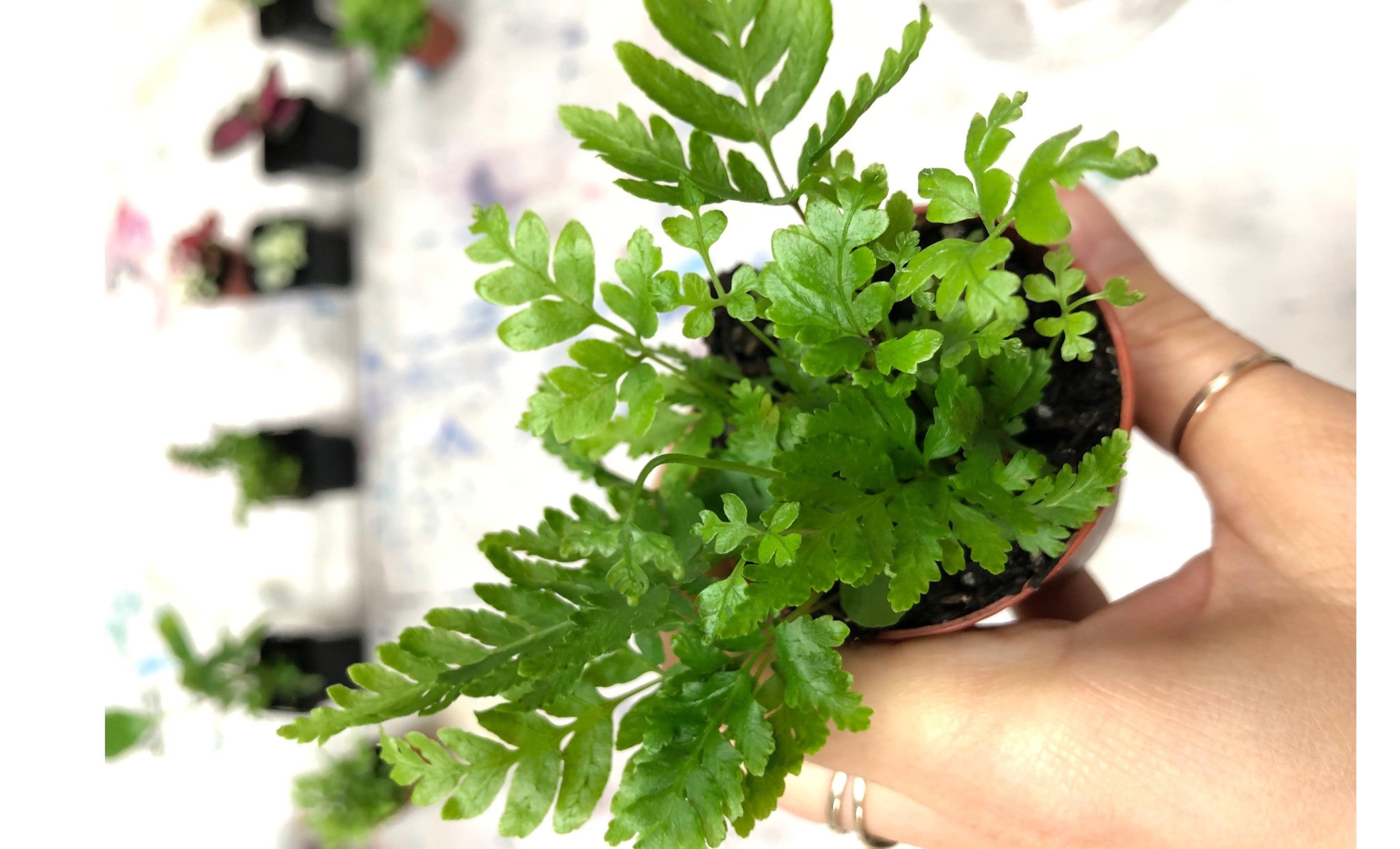Indoor plant for DIY terrarium