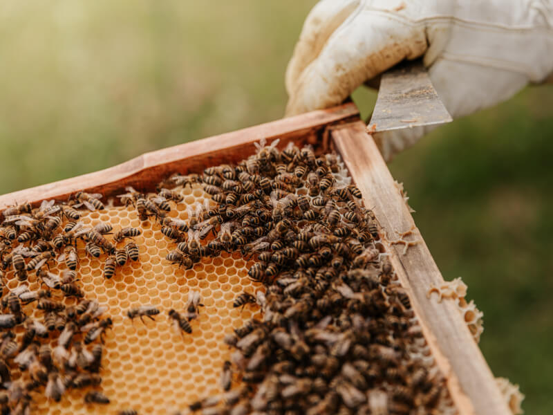 beekeeping