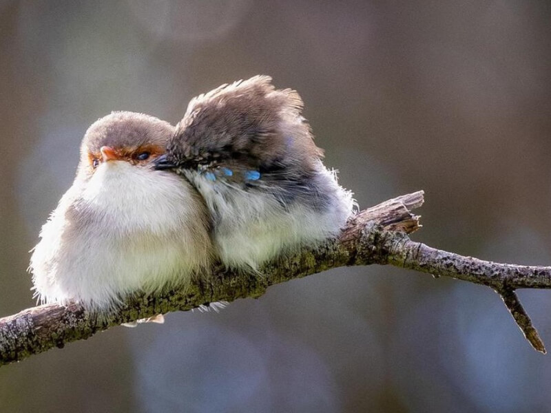 A photograph of two birds taken at a bird photography workshop