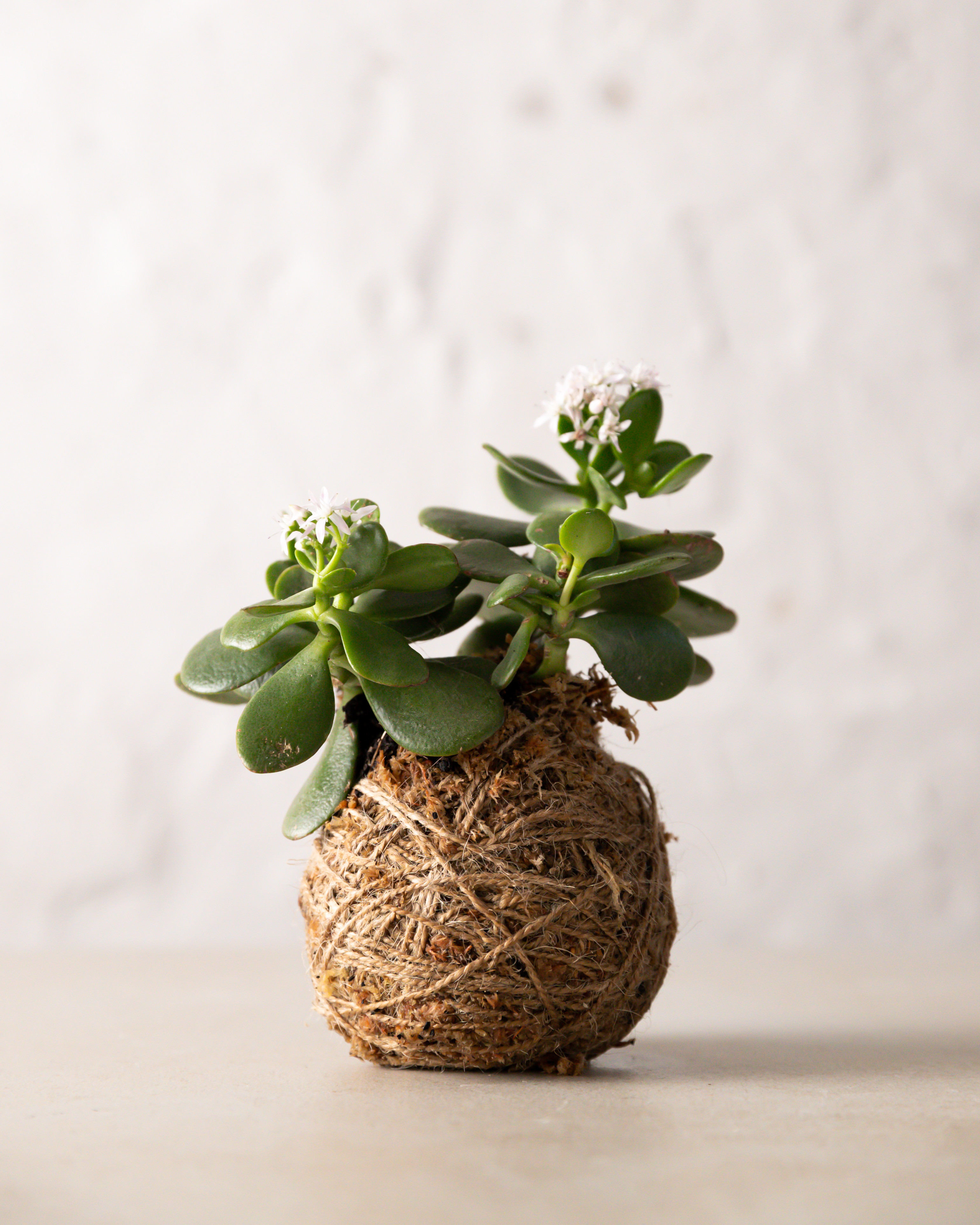 Kokedama classes Sydney