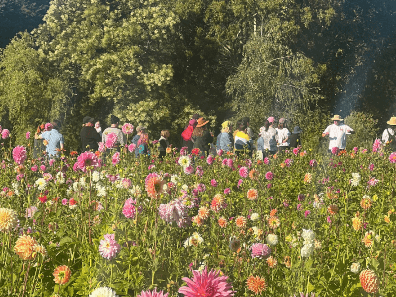 Flower field experience 