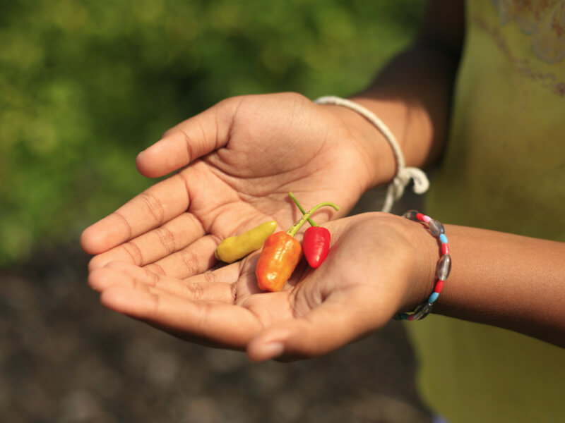 Hands holding spicy peppers