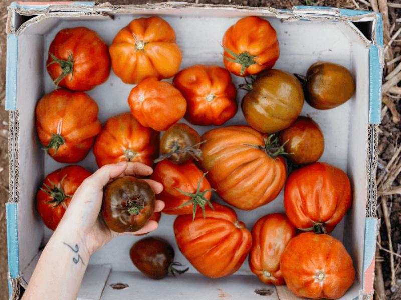 a box of homegrown tomatoes