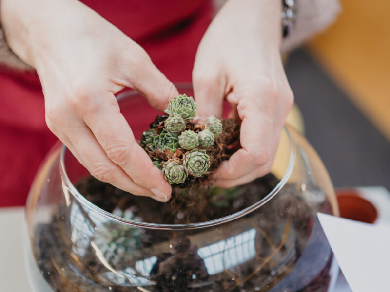 Terrarium making