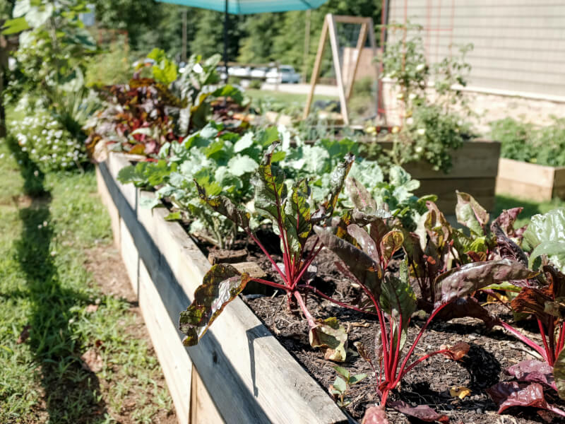 Vegetable garden