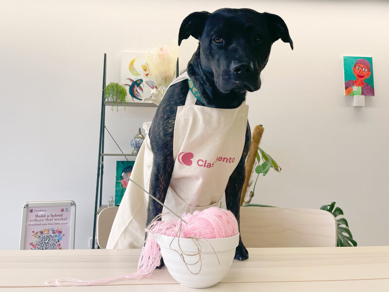 office dog classbento