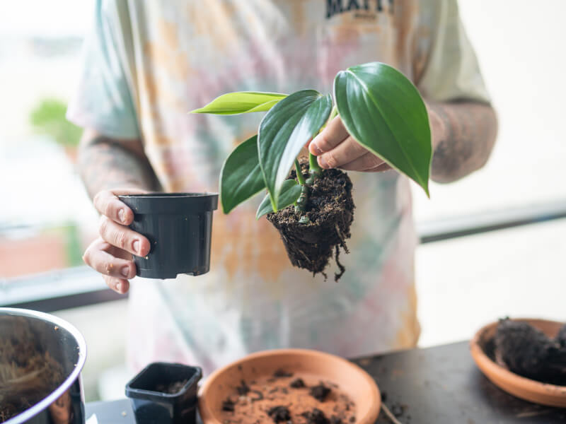 Man holding up Kokedama plant