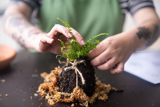 Kokedama