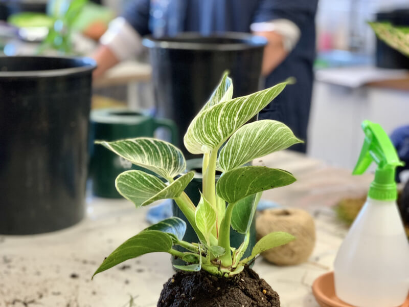 Kokedama classes Brisbane