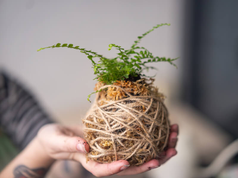 Kokedama classes Adelaide